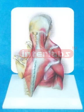 DESK-TYPE, HUMAN NECK & BACK MODEL WITHE MUSCLES AND SKELETONS WITH DESCRIPTION PLATE